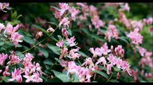 Жимолость Каприфоль