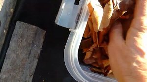 Как посадить жёлуди дуба черешчатого под зиму