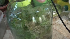 Что я принесла из лесу ? у меня растет живой мох сфагнум: посадка, уход