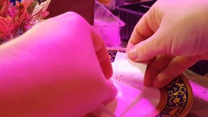 ?Колеус, посев семян в грунт. Разные сорта колеуса.