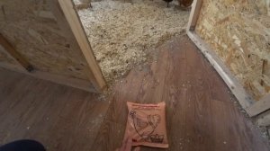 РАСКЛЕВ ЯИЦ У КУР. ЧТО ДЕЛАТЬ, ЕСЛИ КУРЫ КЛЮЮТ ЯЙЦА ?