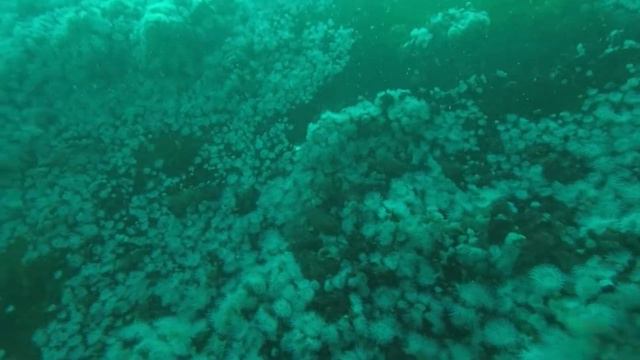 Buceo en el Don Félix 14-04-2021 #6 смотреть онлайн