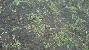 Поиск с ЭКВИНОКС 800 Находки с чужого огорода!