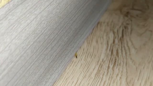 БОРЬБА С МУРАВЬЯМИ В ЖИЛОМ ДОМЕ БОРНАЯ КИСЛОТА НЕ РАБОТАЕТ . смотреть онлайн