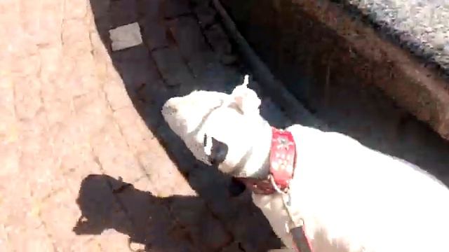 7 сентября 2018 гуляем в Воронцовке смотреть онлайн