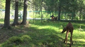 Печоро-Илычский  заповедник. Лосеферма.(20.08.22) #лосеферма #печороилычскийзаповедник