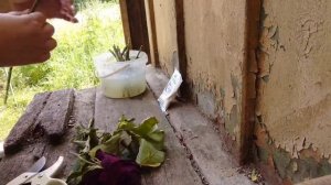 Как укоренить розы из букета на даче? Мои ошибки.