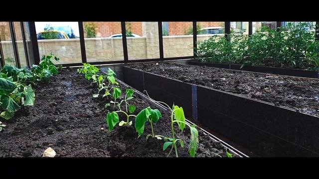 Демисезонная теплица из алюминия|Остекление стеклопакетами