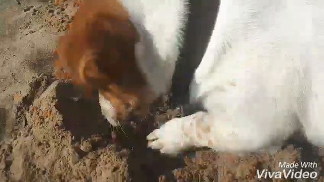 Охотник на прогулке смотреть онлайн