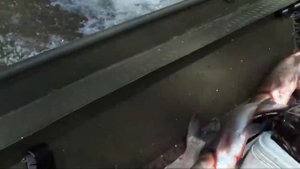 НЕОБЫЧНАЯ РЫБАЛКА. Рыбы прыгают в лодку. Азиатский карп, бешеный клёв. Приколы на рыбалке