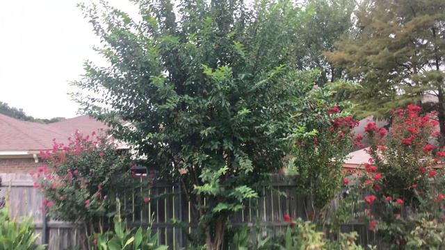Crape Myrtle.How to grow.//Small garden смотреть онлайн