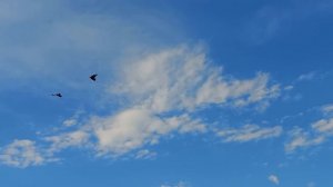 Вечерний гон голубей