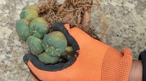 翠冠玉群生のカキコ　Lophophora diffusa　2023 02 18