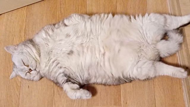 Сладкий сон!Где упала там и сплю! смотреть онлайн