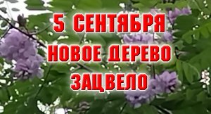 5 сентября. Новое растение. Установила бордюр на приствольный круг.