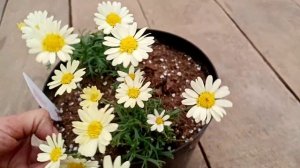 Агирантемум. Это же просто чудо!!!! 🎉🌼🌺💕