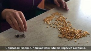 Как на элеваторах определяют головню кукурузы | Варваровский элеватор G.R. AGRO | Элеваторист