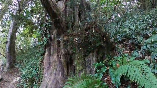 По Тисо-самшитовой роще смотреть онлайн