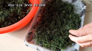 Как заготовить укроп на зиму. Два проверенных способа.