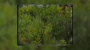 Какое расстояние должно быть между растениями? Наталья Самойленко делится своим опытом.