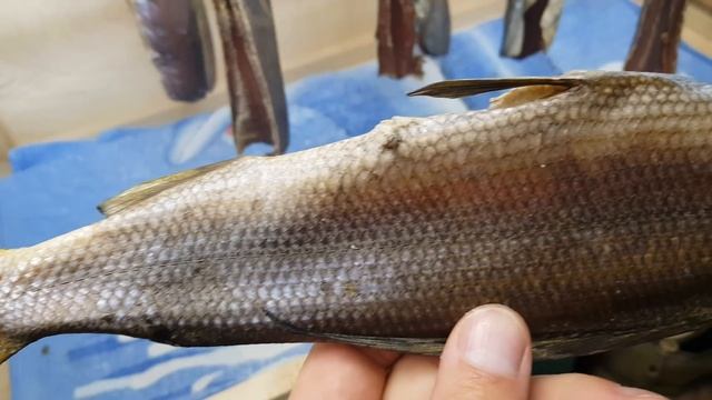 Вяленная корюшка, голец и хариус. Испытание сушилки для рыбы. смотреть онлайн