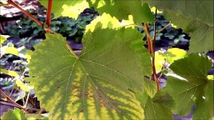 Почему желтеют листья на винограде. Недостаток калия.