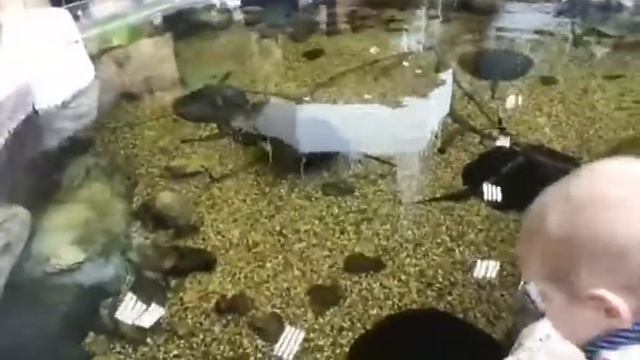 Океанариум Екатеринбурга смотреть онлайн