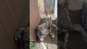 как очень просто приготовить говяжье лёгкое для собак!