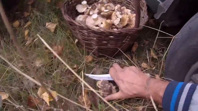 БАГАЖНИК ГРИБІВ Рядовки тополевої\ 10 жовтня, фільм третій смотреть онлайн