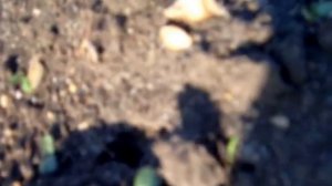 Эффективность гербицида  Лазурит,СП спустя две недели