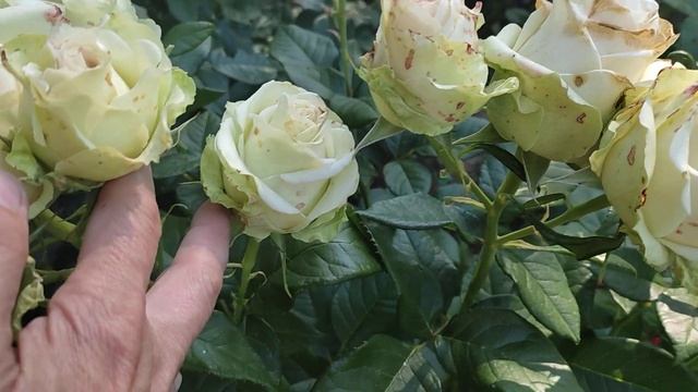 ?Роза "La Perla", W. Kordes - первогодка, долго раскрывающаяся " жемчужина". смотреть онлайн