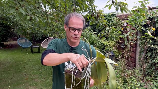 Phalaenopsis - Pflege, Standort, Dünger, Schädlinge. Orchideen | gardify tipps смотреть онлайн