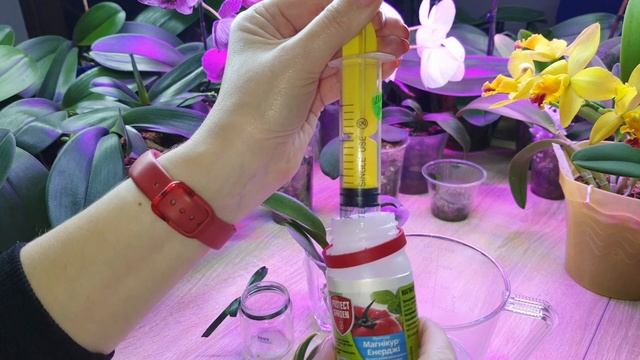 Черная сухая гниль и плохие корни - частые проблемы у подростков орхидей Фаленопсис. Часть 2 смотреть онлайн