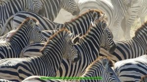 Зебра - Zebra (Энциклопедия животных)