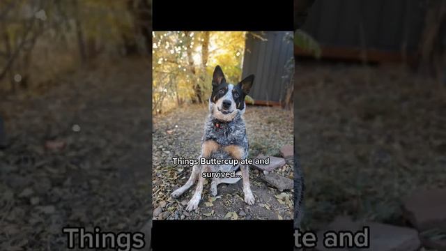 She's a survivor 😔✊️ #cattledog #blueheeler #dogs