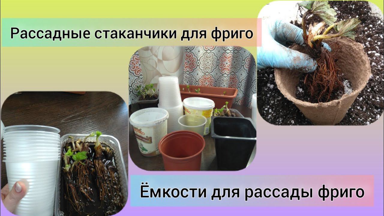 Урок 32. Рассадные стаканчики для фриго. Ёмкости для рассады фриго.