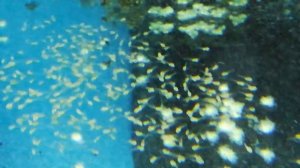 развитие малька скалярий