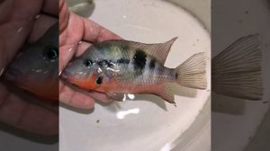 Цихлазома меека (Thorichthys meeki)