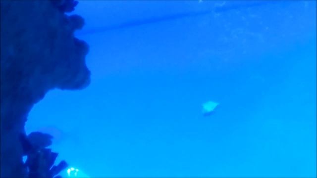 Москвариум. ПОДВОДНЫЙ МИР ОКЕАНА. АКУЛЫ, МУРЕНЫ И БОЛЬШИЕ РЫБЫ, sea world (забавные животные) смотреть онлайн