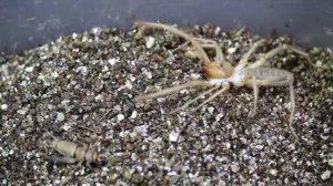 The Terrifying Camel spider or Sun Spiders with the Deadly Tarantula Girl