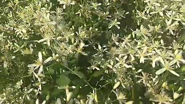 Кустовой клематис в Самаре смотреть онлайн