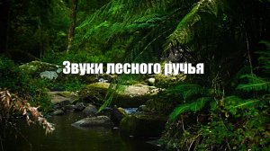 Звуки лесного ручья. 1 час спокойствия и умиротворения