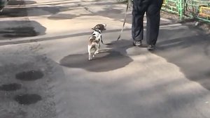 Как отучить собаку тянуть поводок и научить собаку ходить рядом
