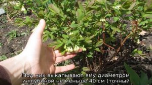 Жимолость Восторг