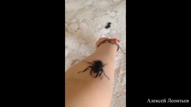 Фантастические питомцы и где они обитают. О жуке и тонкостях составления субстрата смотреть онлайн