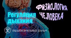 Регуляция дыхания.