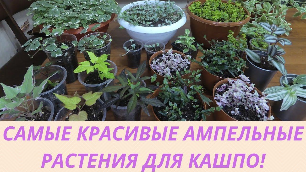 Ампельные растения для сада. Как сохранить и размножить зимой на новый  сезон Обзор моей коллекции.