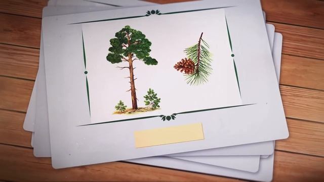 Назвы дрэваў па-беларуску | Беларусские названия деревьев