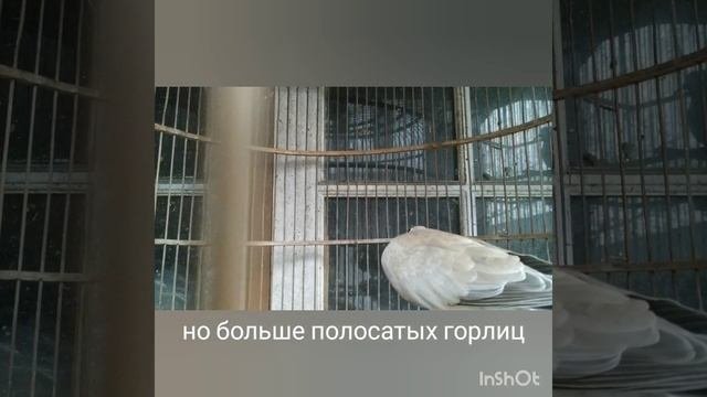 Кольчатая горлица