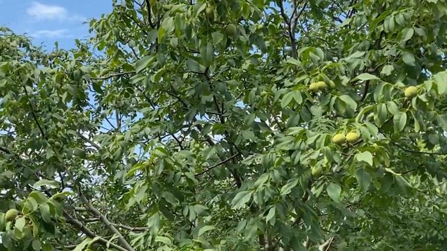 Сад грецкого ореха сорт Песчанский 13 лет